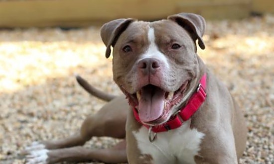 Looking to adopt a pet? Here are 6 cuddly canines to adopt now in Philadelphia