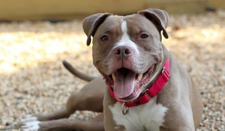 Looking to adopt a pet? Here are 6 cuddly canines to adopt now in Philadelphia