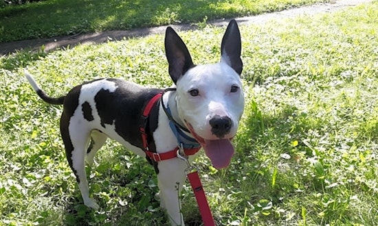 Looking to adopt a pet? Here are 5 cuddly canines to adopt now in Pittsburgh
