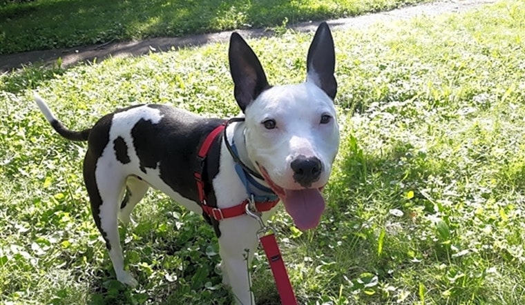 Looking to adopt a pet? Here are 5 cuddly canines to adopt now in Pittsburgh