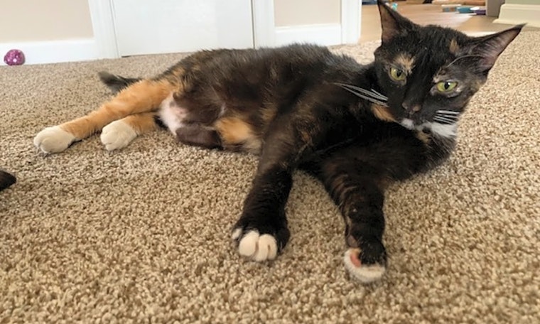 These Baltimore-based kitties are up for adoption and in need of a good home