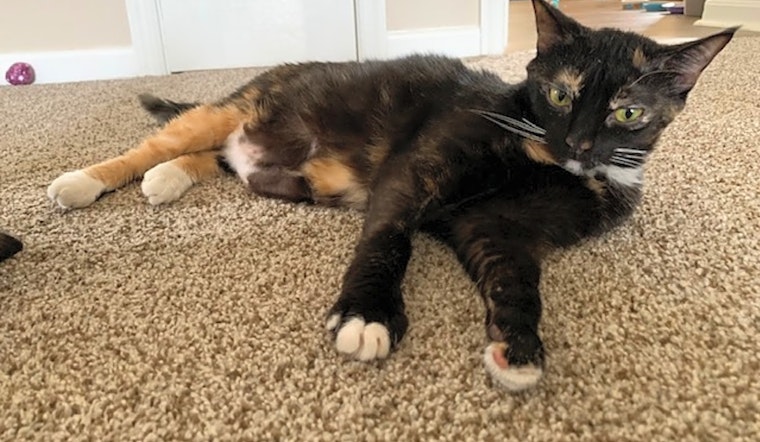 These Baltimore-based kitties are up for adoption and in need of a good home