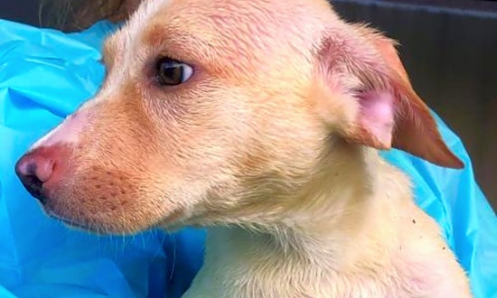 These Washington-based puppies are up for adoption and in need of a good home