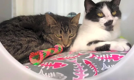 7 charming cats to adopt now in Cleveland