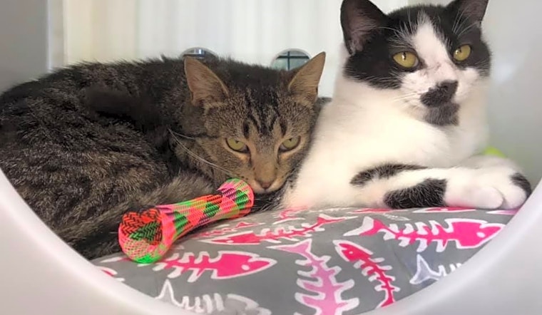 7 charming cats to adopt now in Cleveland