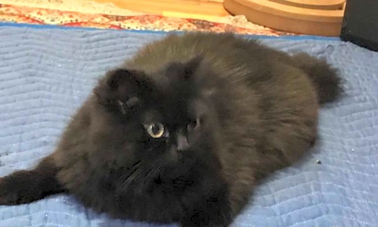 Want to adopt a pet? Here are 7 charming cats to adopt now in Cincinnati