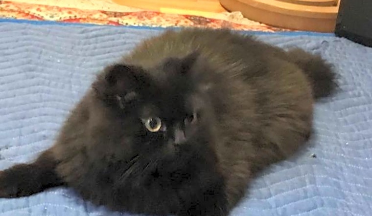 Want to adopt a pet? Here are 7 charming cats to adopt now in Cincinnati