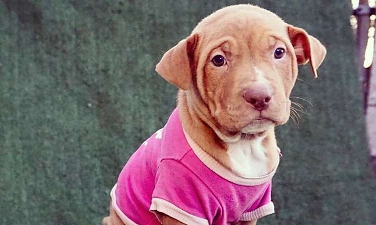 These Detroit-based puppies are up for adoption