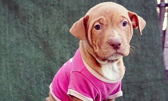 These Detroit-based puppies are up for adoption