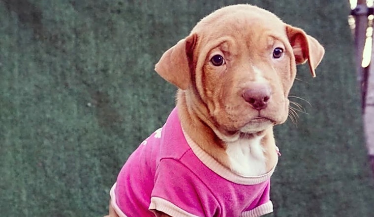 These Detroit-based puppies are up for adoption