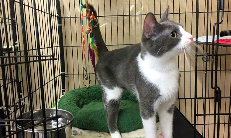 5 cool kitties to adopt now in Louisville