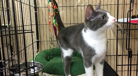 5 cool kitties to adopt now in Louisville