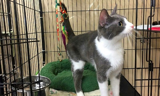 5 cool kitties to adopt now in Louisville