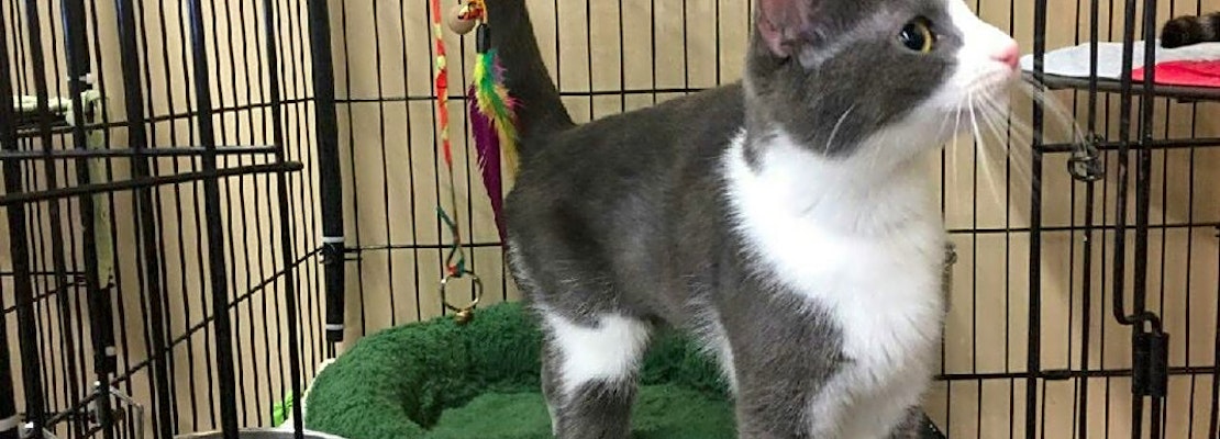 5 cool kitties to adopt now in Louisville