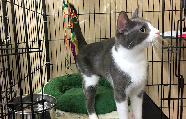 5 cool kitties to adopt now in Louisville