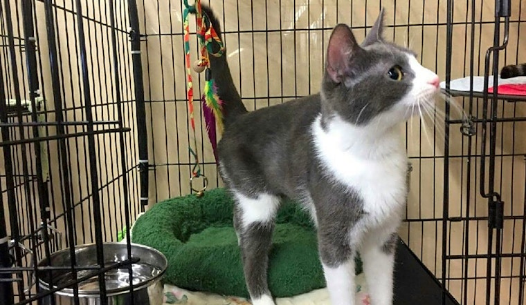 5 cool kitties to adopt now in Louisville