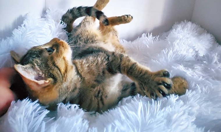 These Lexington-based kittens are up for adoption and in need of a good home