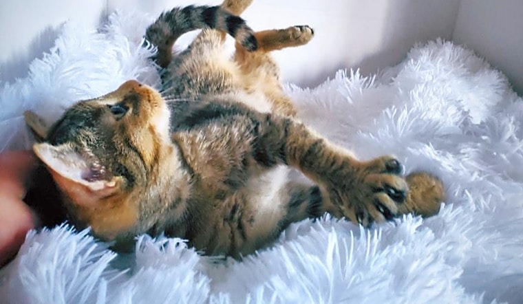 These Lexington-based kittens are up for adoption and in need of a good home