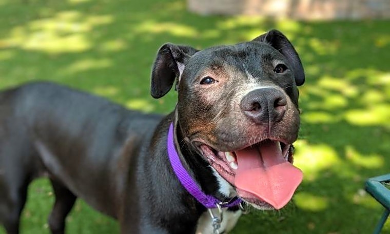 These Raleigh-based canines are up for adoption and in need of a good home