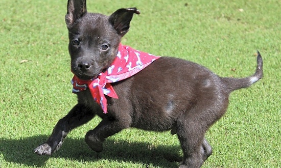 5 perfect pups to adopt now in Atlanta