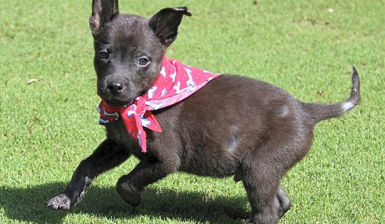 5 perfect pups to adopt now in Atlanta