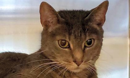 Want to adopt a pet? Here are 6 cute kitties to adopt now in Orlando