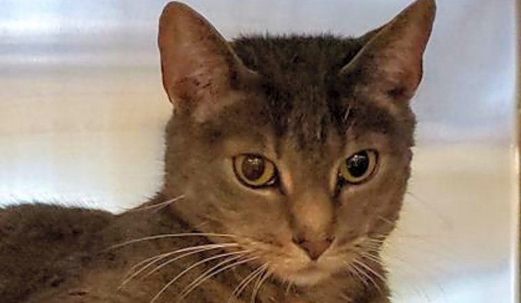 Want to adopt a pet? Here are 6 cute kitties to adopt now in Orlando