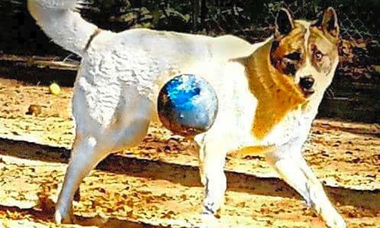 These Jacksonville-based canines are up for adoption and in need of a good home