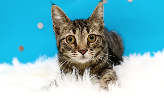 6 fluffy felines to adopt now in Charlotte