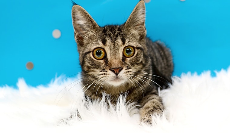 6 fluffy felines to adopt now in Charlotte