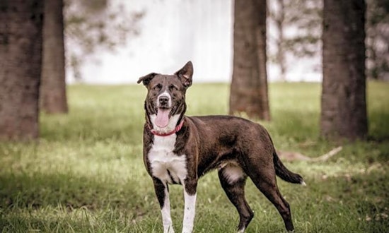 Looking to adopt a pet? Here are 6 delightful doggies to adopt now in St. Petersburg