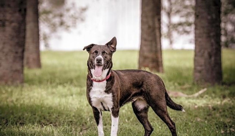 Looking to adopt a pet? Here are 6 delightful doggies to adopt now in St. Petersburg