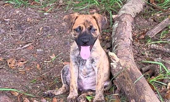 3 precious puppies to adopt now in Tampa
