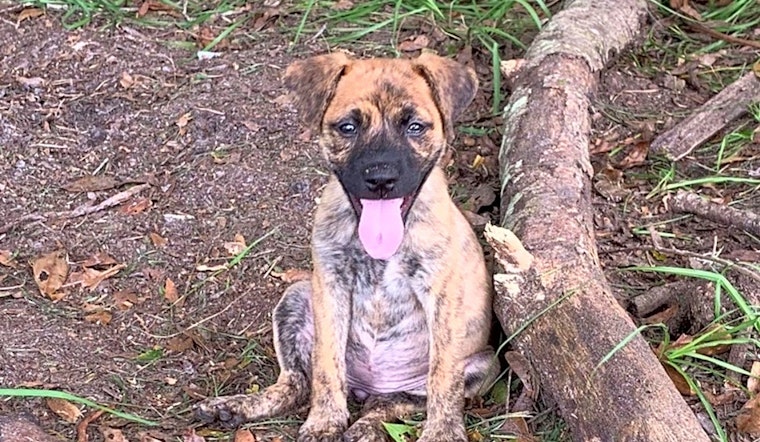 3 precious puppies to adopt now in Tampa