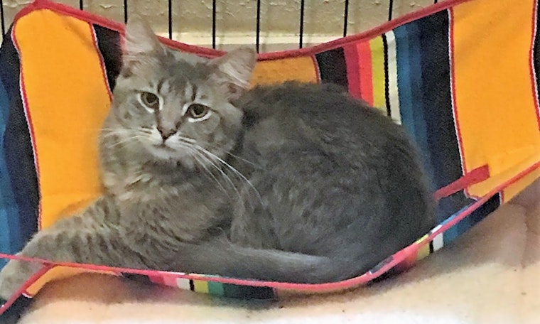 Looking to adopt a pet? Here are 7 cool kitties to adopt now in Indianapolis