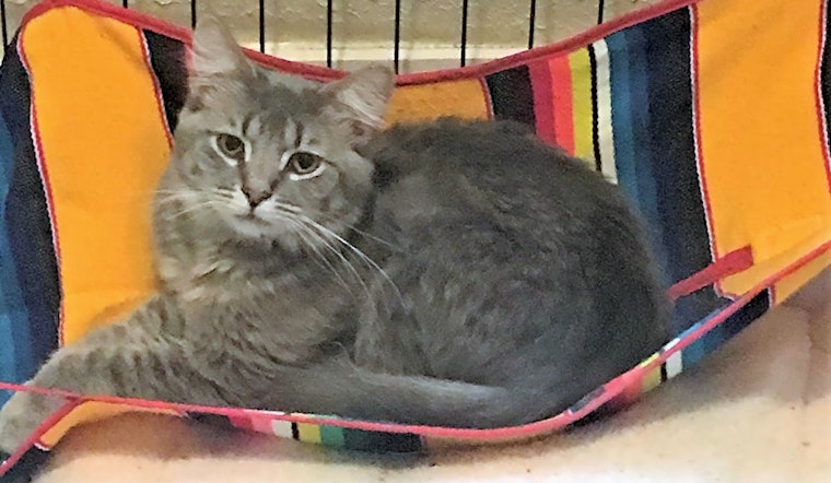 Looking to adopt a pet? Here are 7 cool kitties to adopt now in Indianapolis