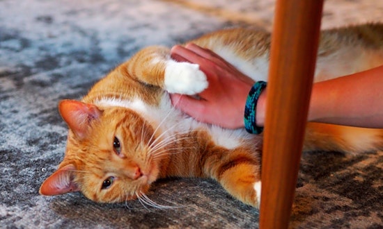 Want to adopt a pet? Here are 7 lovable kitties to adopt now in Minneapolis