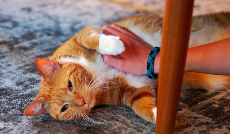 Want to adopt a pet? Here are 7 lovable kitties to adopt now in Minneapolis