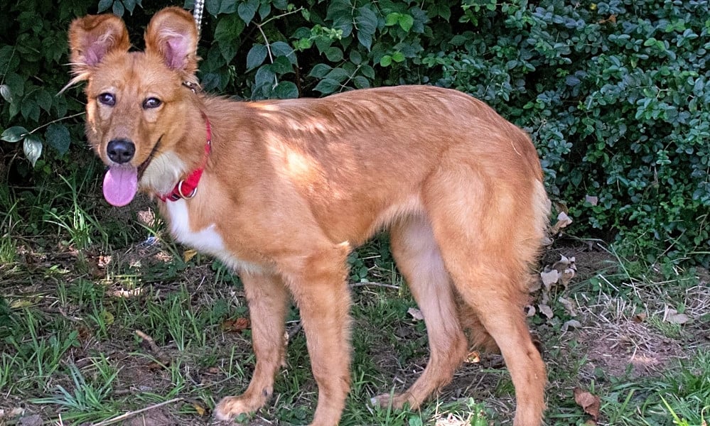 petfinder leonberger
