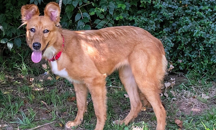 7 lovable pups to adopt now in Nashville