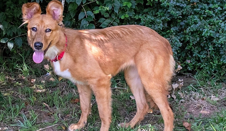 7 lovable pups to adopt now in Nashville