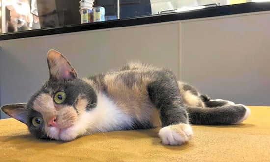 Looking to adopt a pet? Here are 7 charming cats to adopt now in Chicago