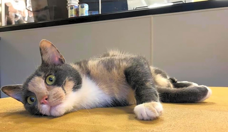 Looking to adopt a pet? Here are 7 charming cats to adopt now in Chicago