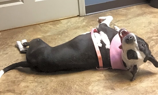These Memphis-based dogs are up for adoption and in need of a good home