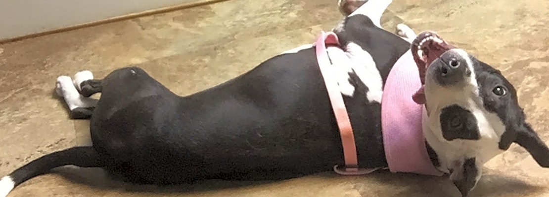 These Memphis-based dogs are up for adoption and in need of a good home