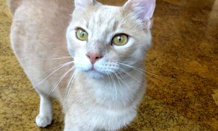 Looking to adopt a pet? Here are 7 furry felines to adopt now in St. Louis