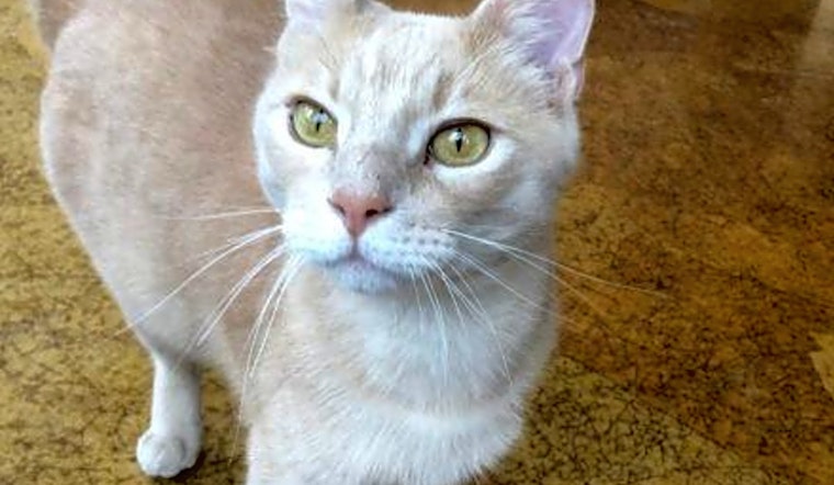 Looking to adopt a pet? Here are 7 furry felines to adopt now in St. Louis