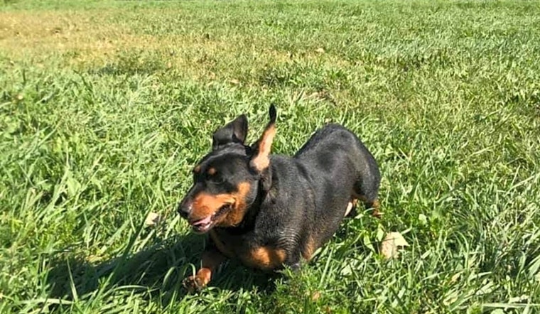 7 lovable pups to adopt now in Kansas City