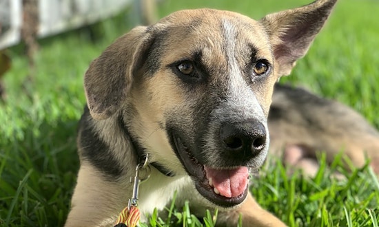 6 adorable pups to adopt now in New Orleans