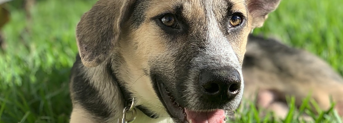 6 adorable pups to adopt now in New Orleans